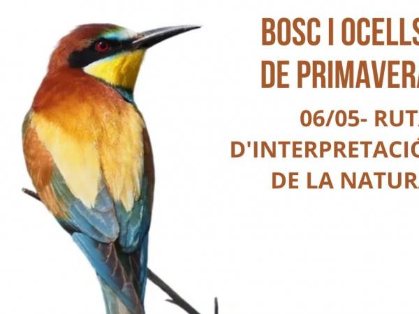 Bosc i Ocells de Primavera