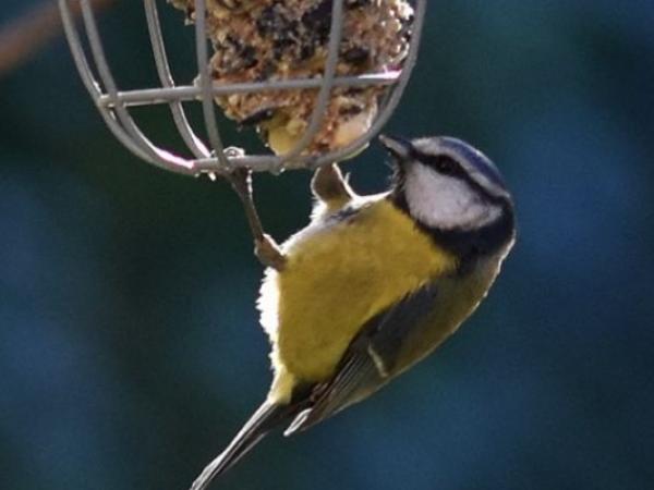 Jugateca: Cens d'aus