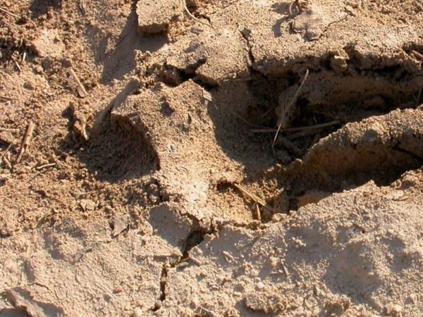 Si observem els rastres, sabrem quin animal és?