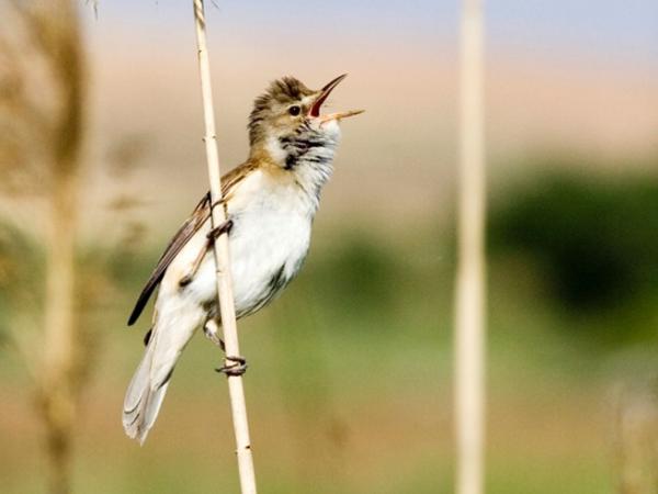 Les aus reproductores i el seu cant