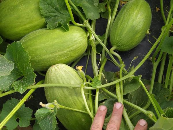 Experiència de recollida de melons