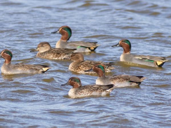 Identificació d’ocells aquàtics hivernants