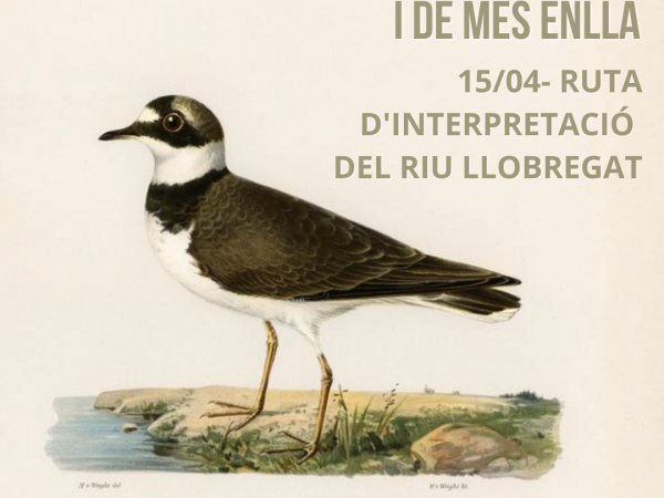 AUS D'AQUÍ, D'ALLÀ I DE MÉS ENLLÀ