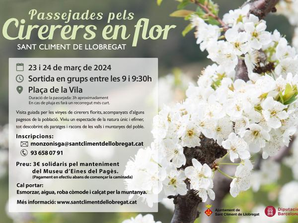 Passejades pels cirerers en flor