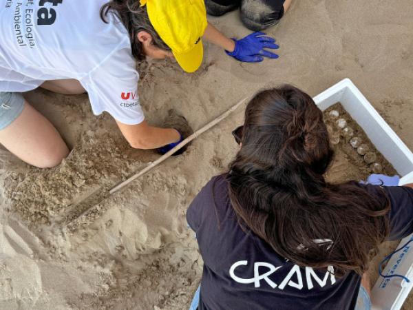 Jugateca de la platja: Hem trobat un niu de tortuga