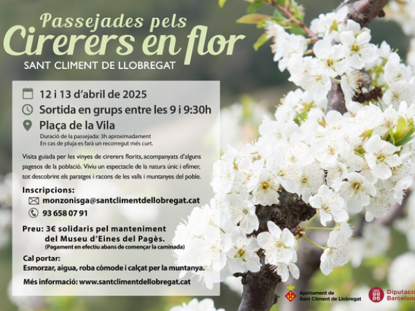 Passejades pels cirerers en flor