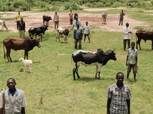 Cinevaca 2024: cinema a la fresca i sopar