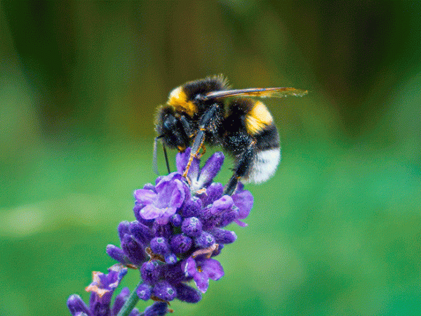 Jugatecambiental amb "Refugis per a les abelles"
