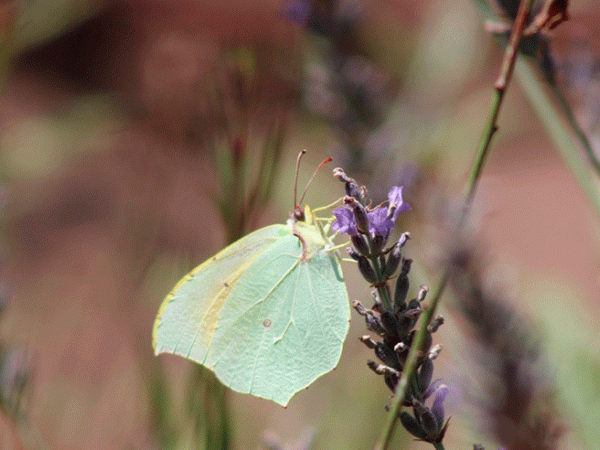 Visita guiada a l’Entorn Forestal de Sant Boi: les papallones