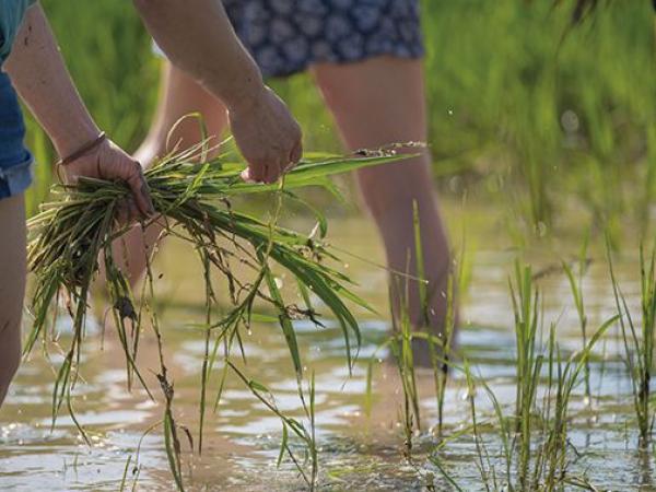 Palntem Arros. El Prat de Llobregat