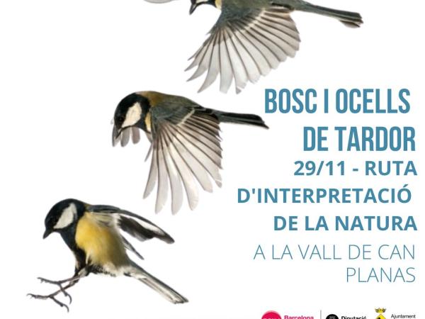 Bosc i ocells de tardor