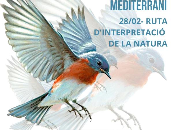 Ocells d'hivern al bosc mediterrani