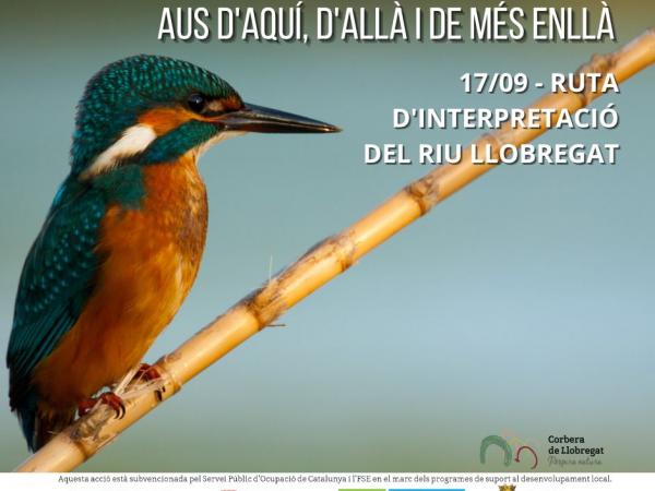 Aus d’aquí i d’allà i de més enllà 