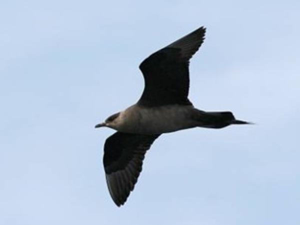 Identificació d’aus marines