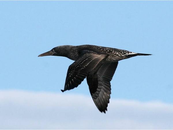 Sortida d’identificació d’aus marines