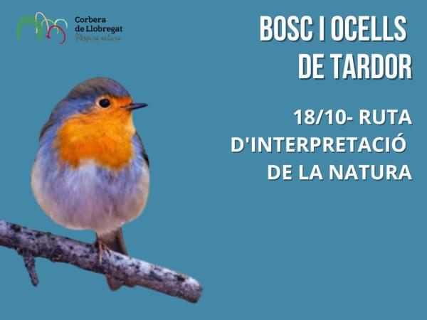 Bosc i ocells de tardor