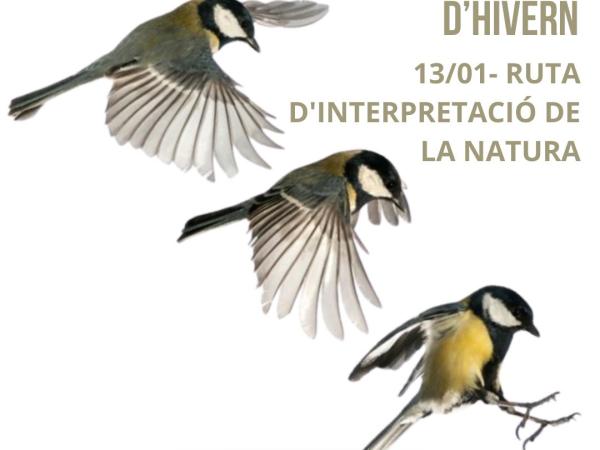 Bosc i Ocells d'Hivern