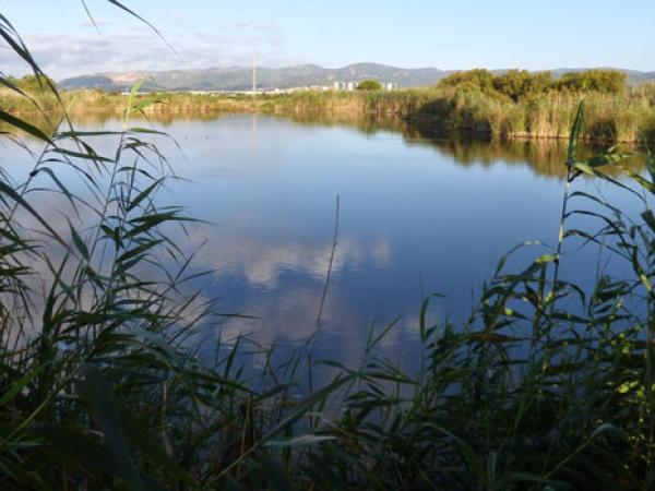 bases de can dimoni.JPG