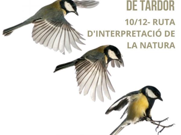 Bosc i Ocells d’hivern