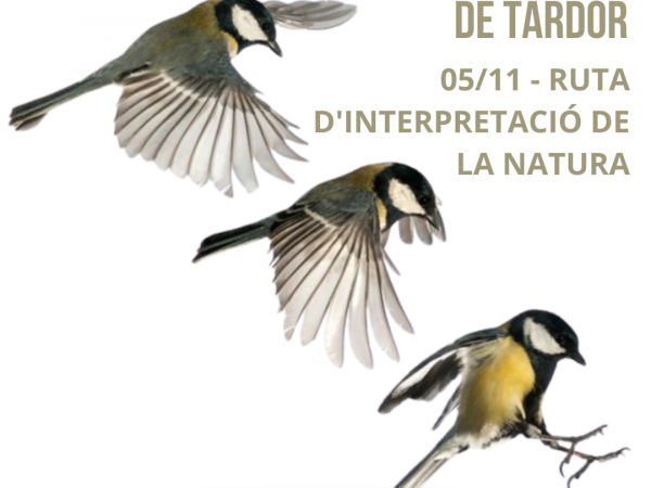 Bosc i ocells de tardor