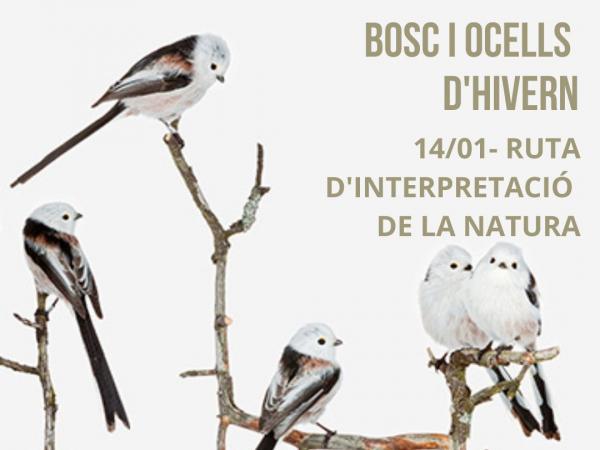 Bosc i ocells d'hivern 
