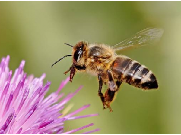 Brunzits als Espais Naturals del Riu