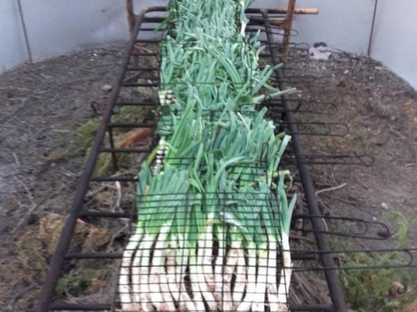 Calçots2.jpg