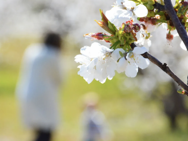 Passejades entre els cirerers en flor de Sant Climent