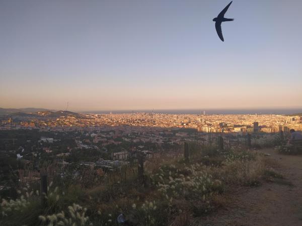 Un capvespre a Sant Pere Màrtir