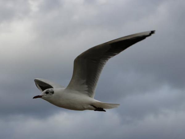 NOVA JUGATECA A LA PLATJA: Coneixem les aus marines?