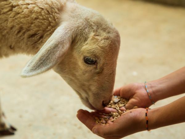 Corral Nadalenc a "L' Enrajolada"