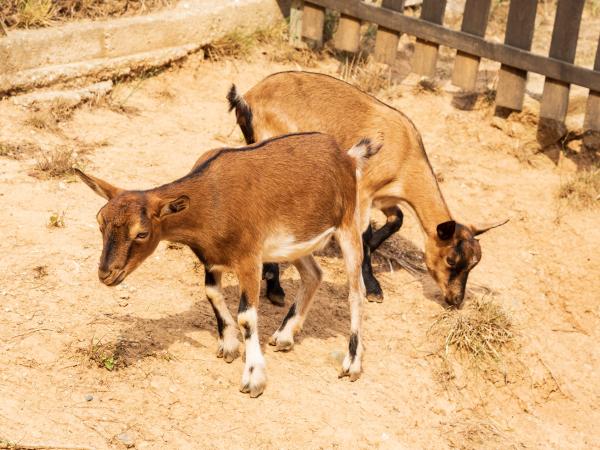 Corral Nadalenc a "L' Enrajolada"