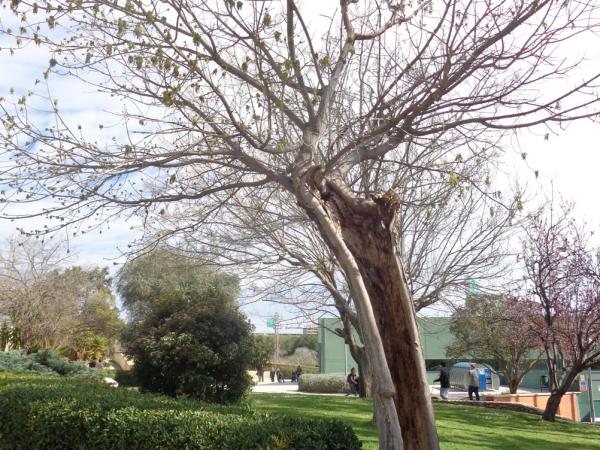 El Parc de Can Mercader. Una passejada pel jardí romàntic.