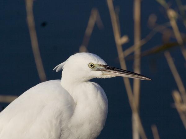 Egretta garzetta_Delta del Llobregat_24.11.2008_Ferran_López.jpg