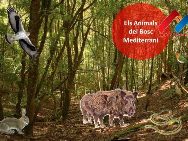 els animals del bosc mediterrano.jpg