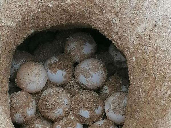 HEM TROBAT UN NIU DE TORTUGA