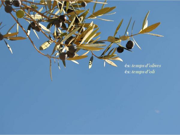 ÉS TEMPS D'OLIVES 2018