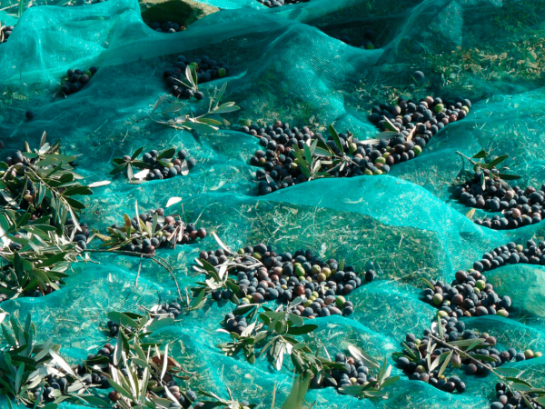 És temps d'olives, és temps d'oli