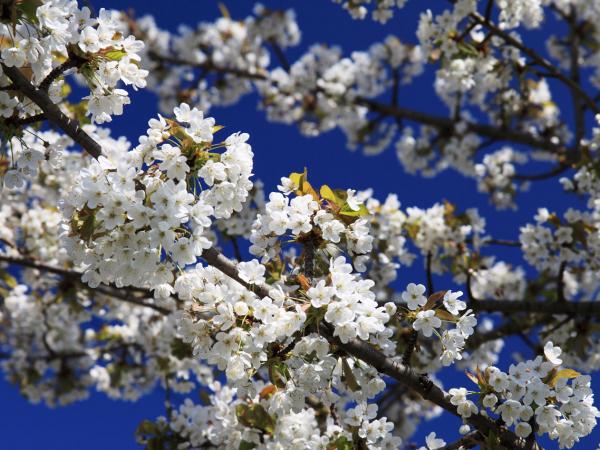 Cirerer en flor