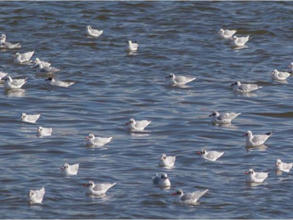 Sortida de camp d’identificació de gavines