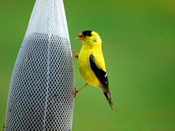 golden_finch_bird_avian_wildlife_feeding_yellow_black_color-537167.jpg!d.jpeg