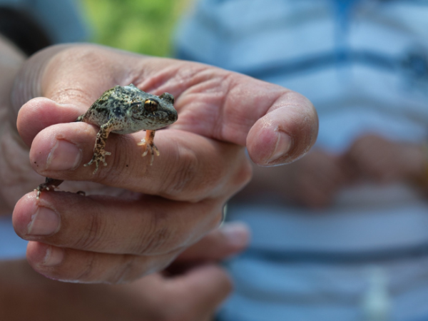 Visita guiada a l’Entorn Forestal de Sant Boi: Els animals