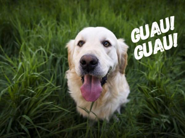 GUAU!