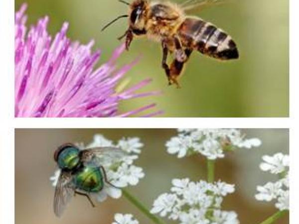 Brunzits. Espais Naturals del Riu. Delta Llobregat. abelles. formigues. libèl·lules. pregadeus. saltamartins.