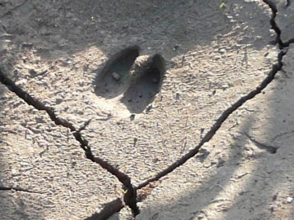 Jugateca: La fauna secreta del parc