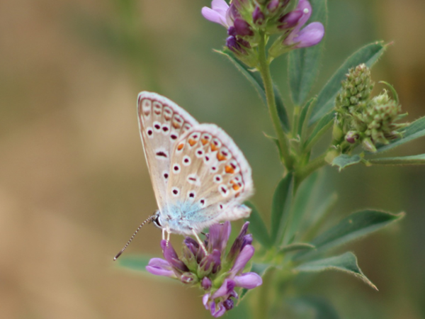 Taller "Dia de les papallones"