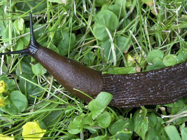 Hora del conte. El llimac Bernat