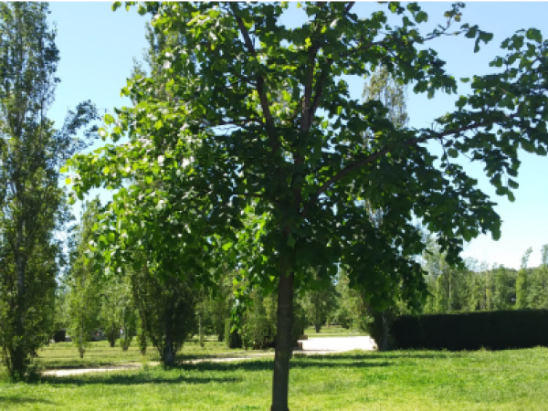 JUGATECA  L'ÚLTIM GRAN ARBRE