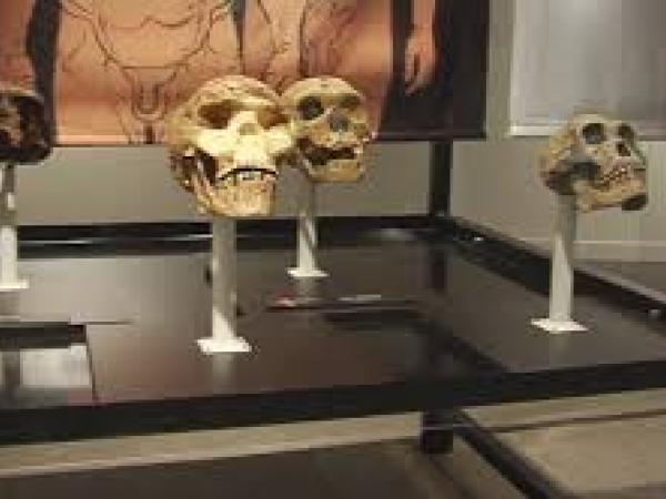 NEANDERTALS_EXPO1.jpg
