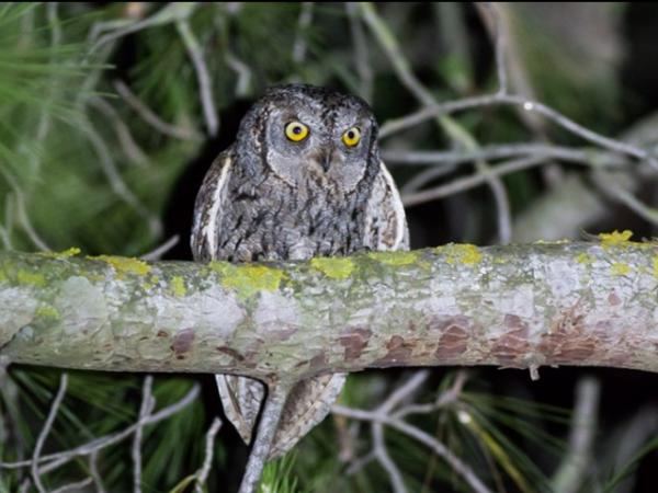 Els ocells crepusculars i nocturns